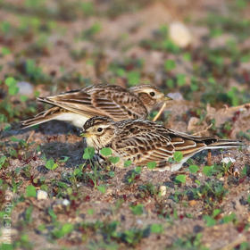 Eurasian Skylark