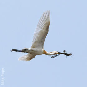 Eurasian Spoonbill