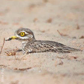 Eurasian Stone-curlew