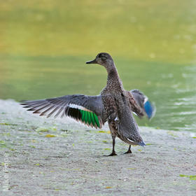 Eurasian Teal (Female)