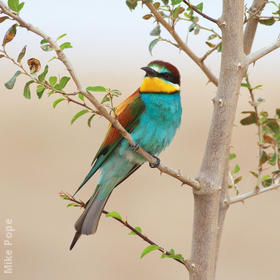 European Bee-eater