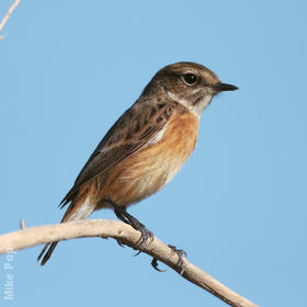 European Stonechat (Female)