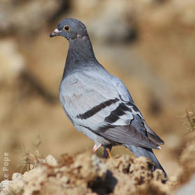 Feral Pigeon