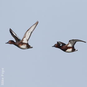 Ferruginous Duck (male and female)