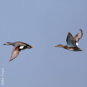 Gadwall (Male and female)