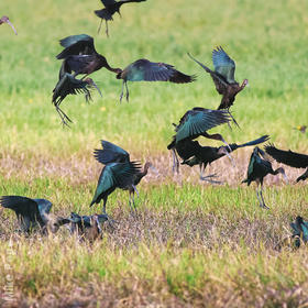 Glossy Ibis