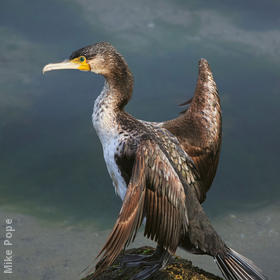 Great Cormorant (Immature)