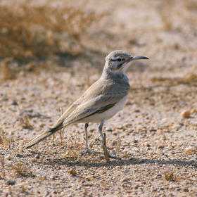 Greater Hoopoe-Lark (Male)