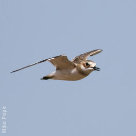 Greater Sand Plover (Non - breeding)