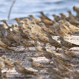 Greater Short-toed Lark (Migrating flock in autumn)