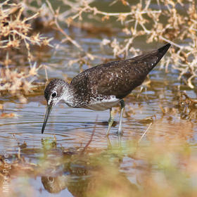 Green Sandpiper (Summer)