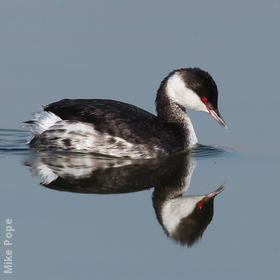 Horned Grebe (winter)