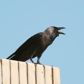 House Crow