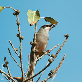 Hypocolius (Male)