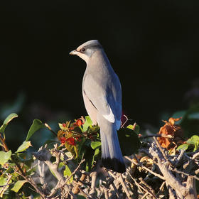 Hypocolius (Male)