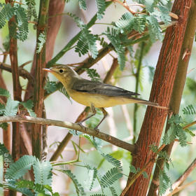 Icterine Warbler (Spring)