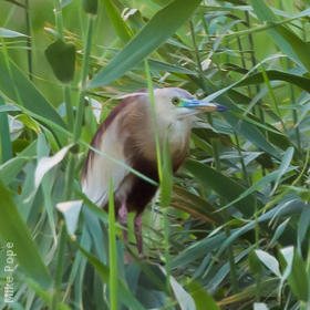 Indian Pond Heron