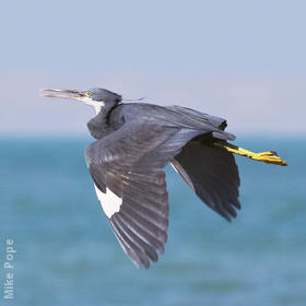 Indian Reef Heron (Dark morph)