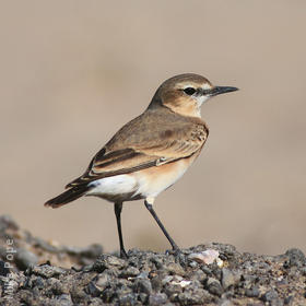 Isabelline Wheatear (Summer)