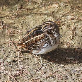 Jack Snipe