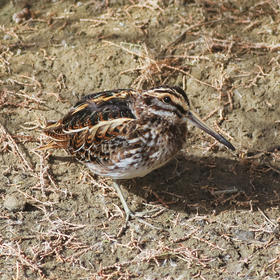 Jack Snipe