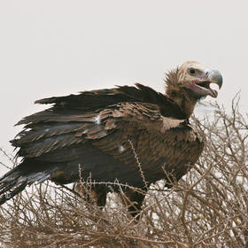 Lappet-faced Vulture