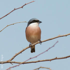 Lesser Grey Shrike (Breeding plumage)