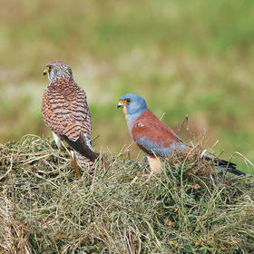 Lesser Kestrel (Female, left and male, right)