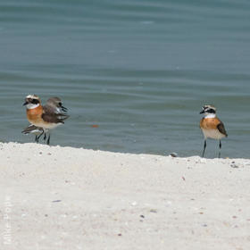 Lesser Sand Plover (Breeding plumage)