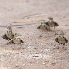 Lesser Short-toed Lark