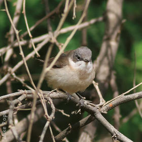 Lesser Whitethroat