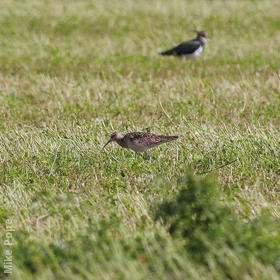 Little Curlew