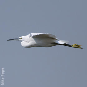 Little Egret 