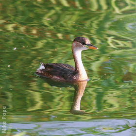 Little Grebe (Winter)