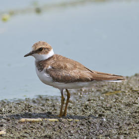 Little Ringed Plover (Autumn immature)