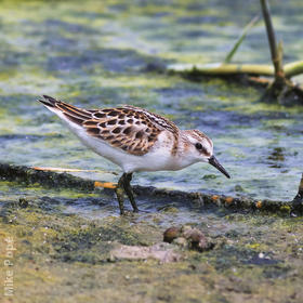 Little Stint (Autumn)