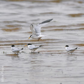 Little Terns