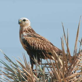 Long-legged Buzzard