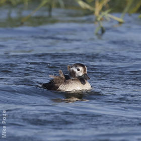 Long-tailed Duck