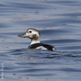 Long-tailed Duck