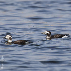 Long-tailed Duck