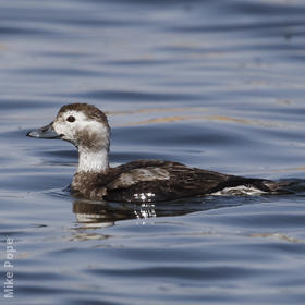 Long-tailed Duck