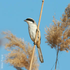 Long-tailed Shrike