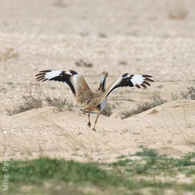 Macqueen’s Bustard