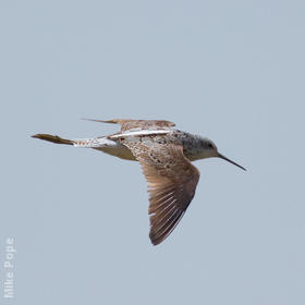 Marsh Sandpiper