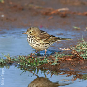 Meadow Pipit (Winter)