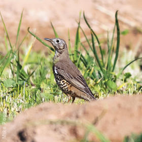 Mistle Thrush (Winter)