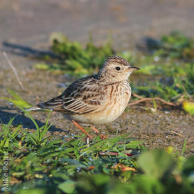 Oriental Skylark 