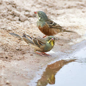 Ortolan Bunting (Males)