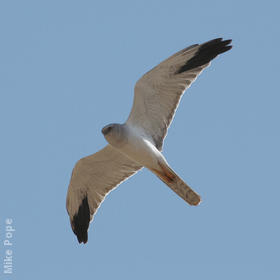 Pallid Harrier (Male)